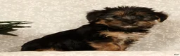 Yochon dogs for sale: Kennedi - Ad 4