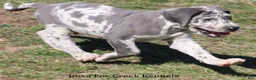Great Dane dogs for sale: Scout - Ad 8