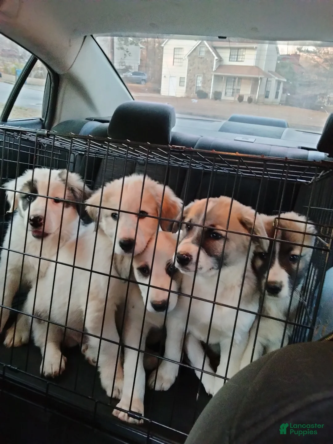 Mixed Breed dogs for sale: Buddy Boy  - Ad 7