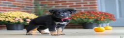 German Shepherd dogs for sale: Matthias - Ad 4