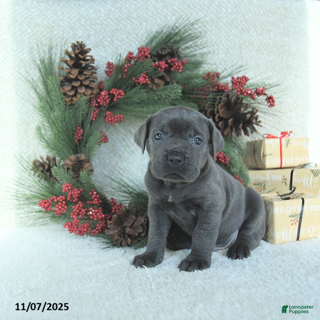 Cane Corso dogs for sale: Max - Ad 11
