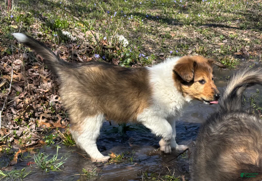 Scotch Collie dogs for sale: Scotch Collie Puppy 4 - Ad 1