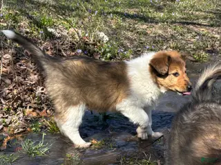 Scotch Collie dogs Scotch Collie Puppy 4 - Ad 2