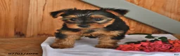 Yorkshire Terrier dogs for sale: Kayla - Ad 4