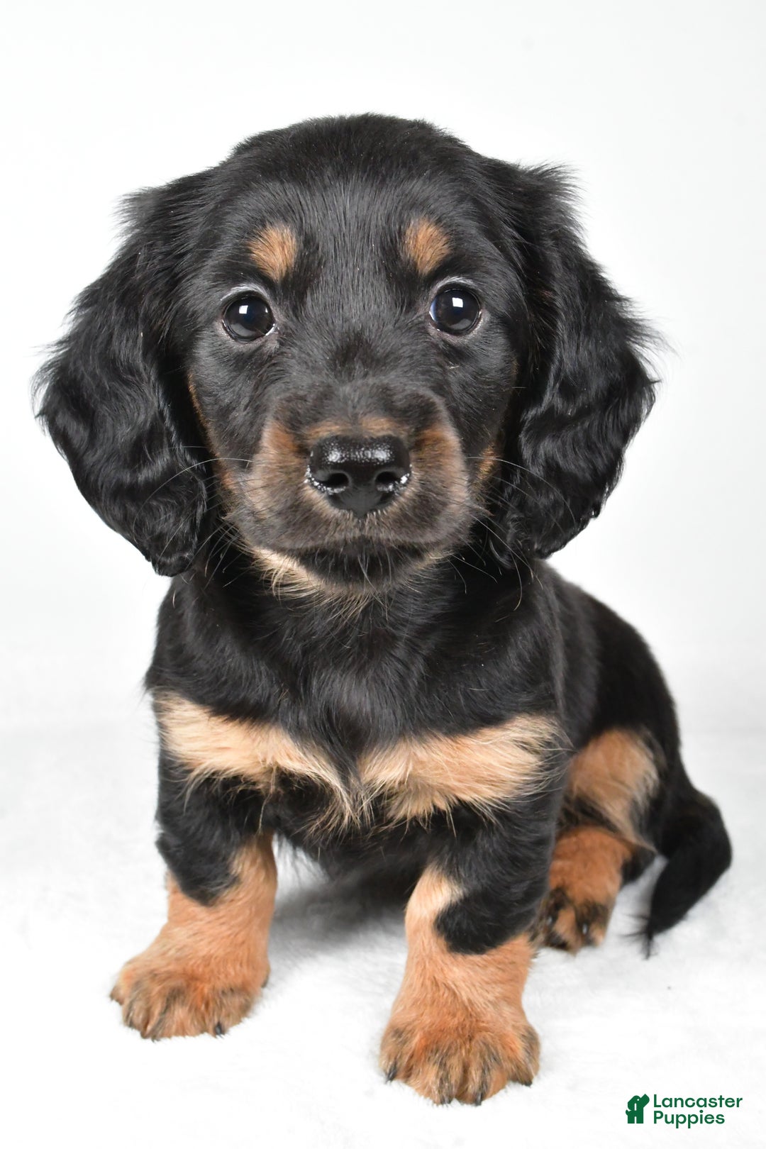 Miniature Dachshund dogs for sale: Dante - Ad 7