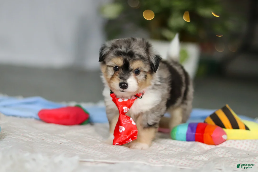 Mixed Breed dogs for sale: Buddy - Ad 6