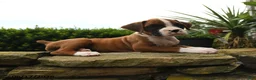 Boxer dogs for sale: Twilight - Ad 4