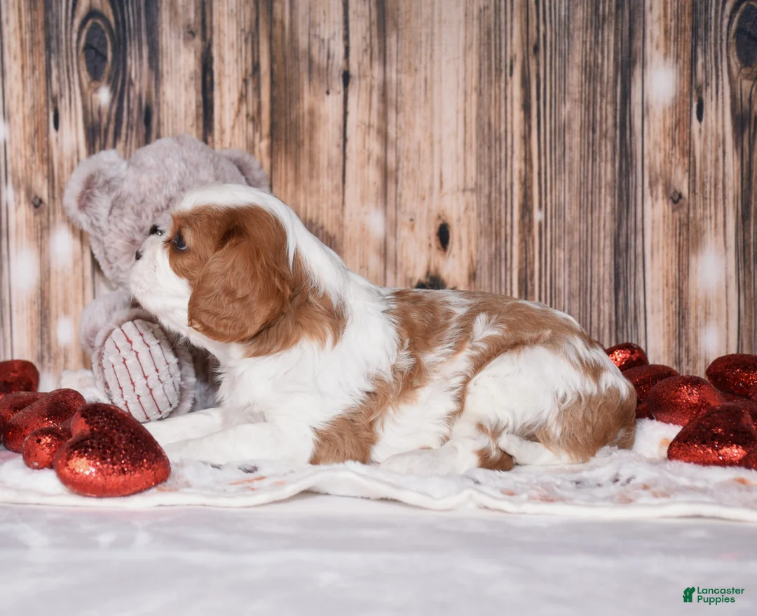 Cavalier King Charles Spaniel dogs for sale: Alfi - Ad 4