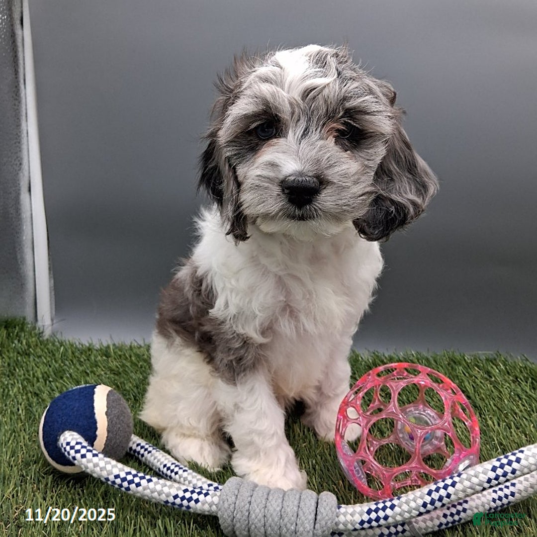 Cockapoo dogs for sale: Twila - Ad 1