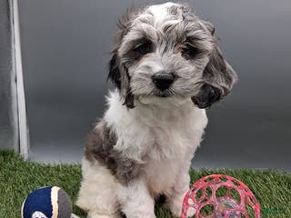 Cockapoo dogs Twila - Ad 31