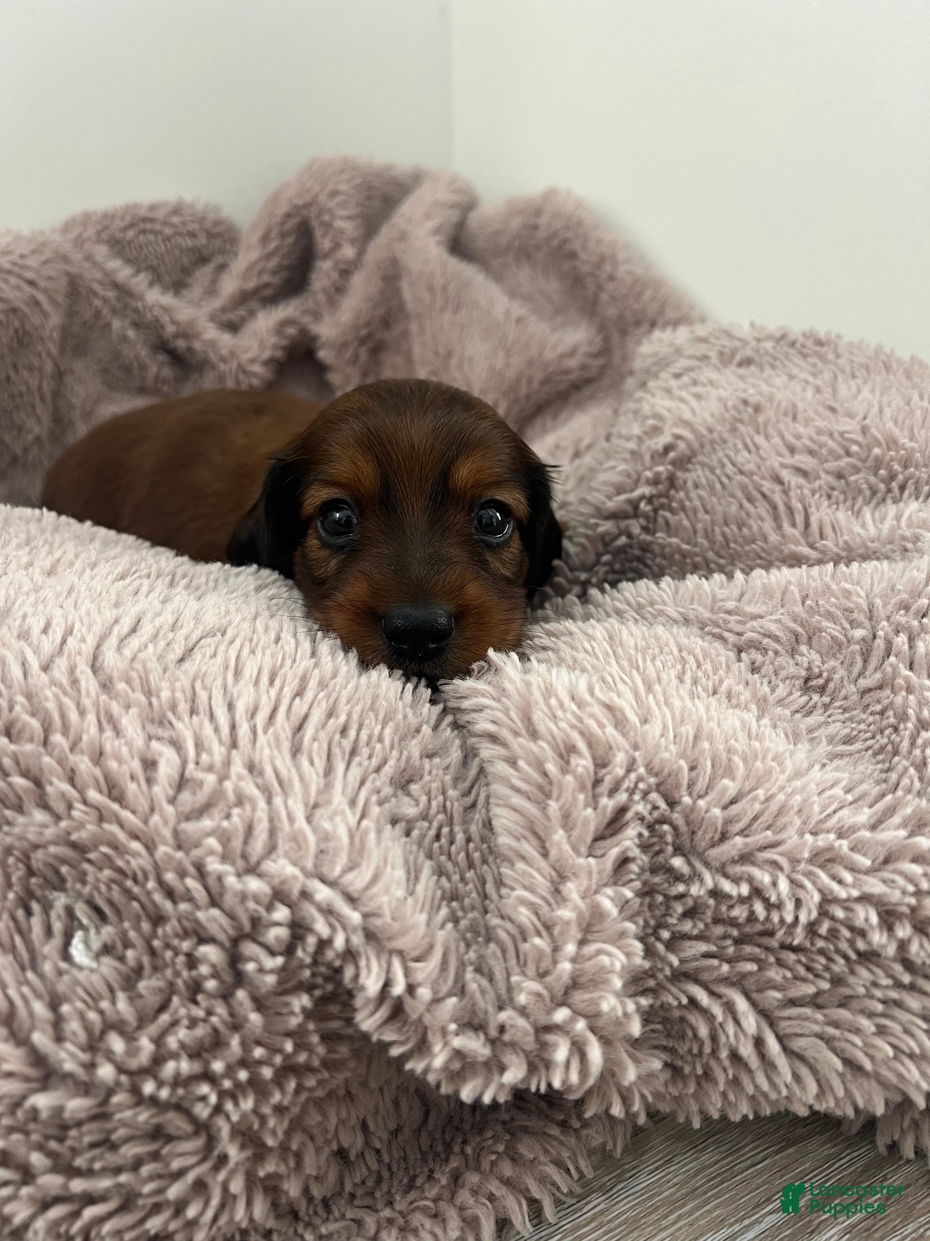 Miniature Dachshund dogs Russet - Ad 1