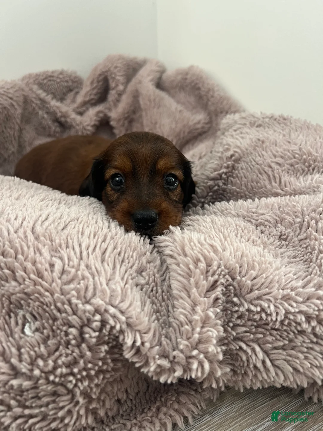 Miniature Dachshund dogs for sale: Russet - Ad 1