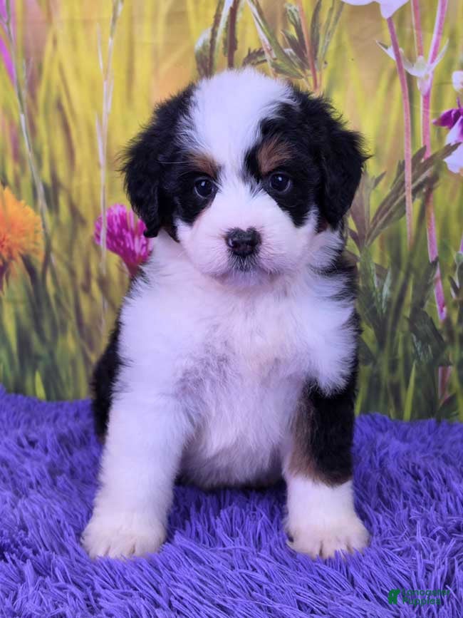 Mini Bernedoodle dogs Meadow - Ad 1