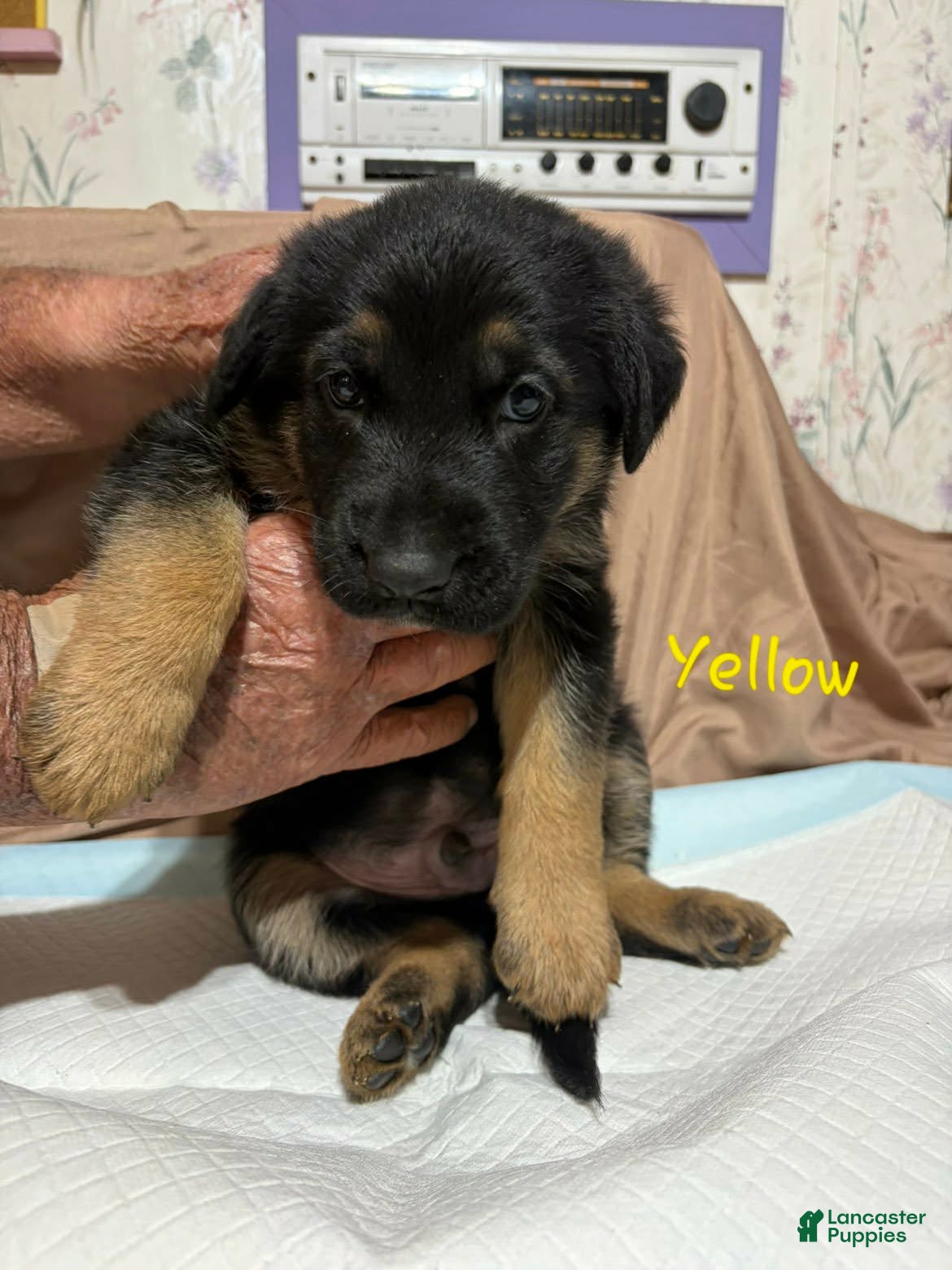 German Shepherd dogs Yellow Collar Male - Ad 38