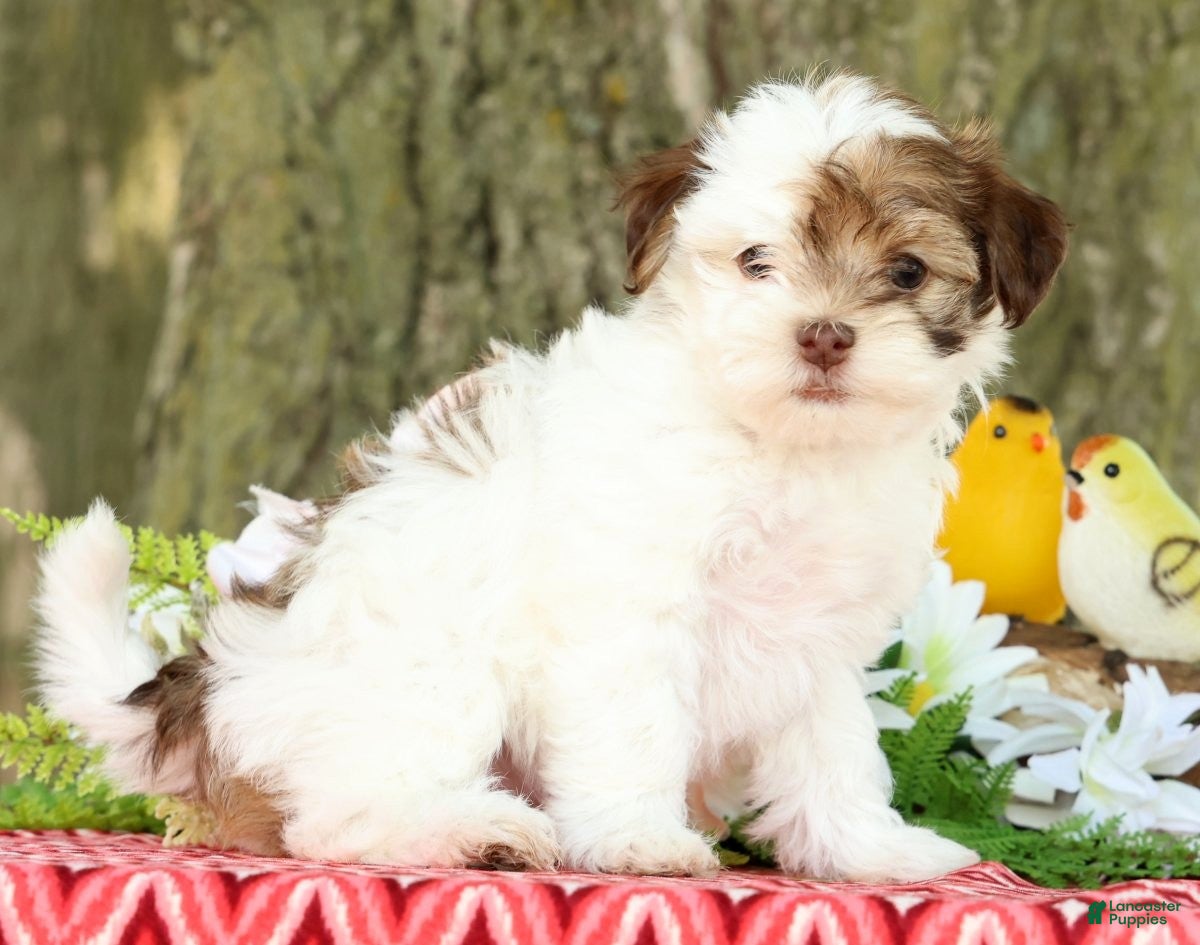 Havanese dogs for sale: Lula - Ad 5