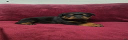 Rottweiler dogs for sale: Daffy  - Ad 4