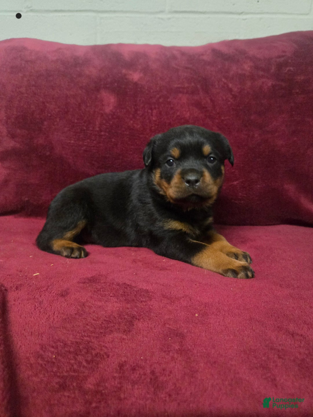 Rottweiler dogs for sale: Daffy  - Ad 4