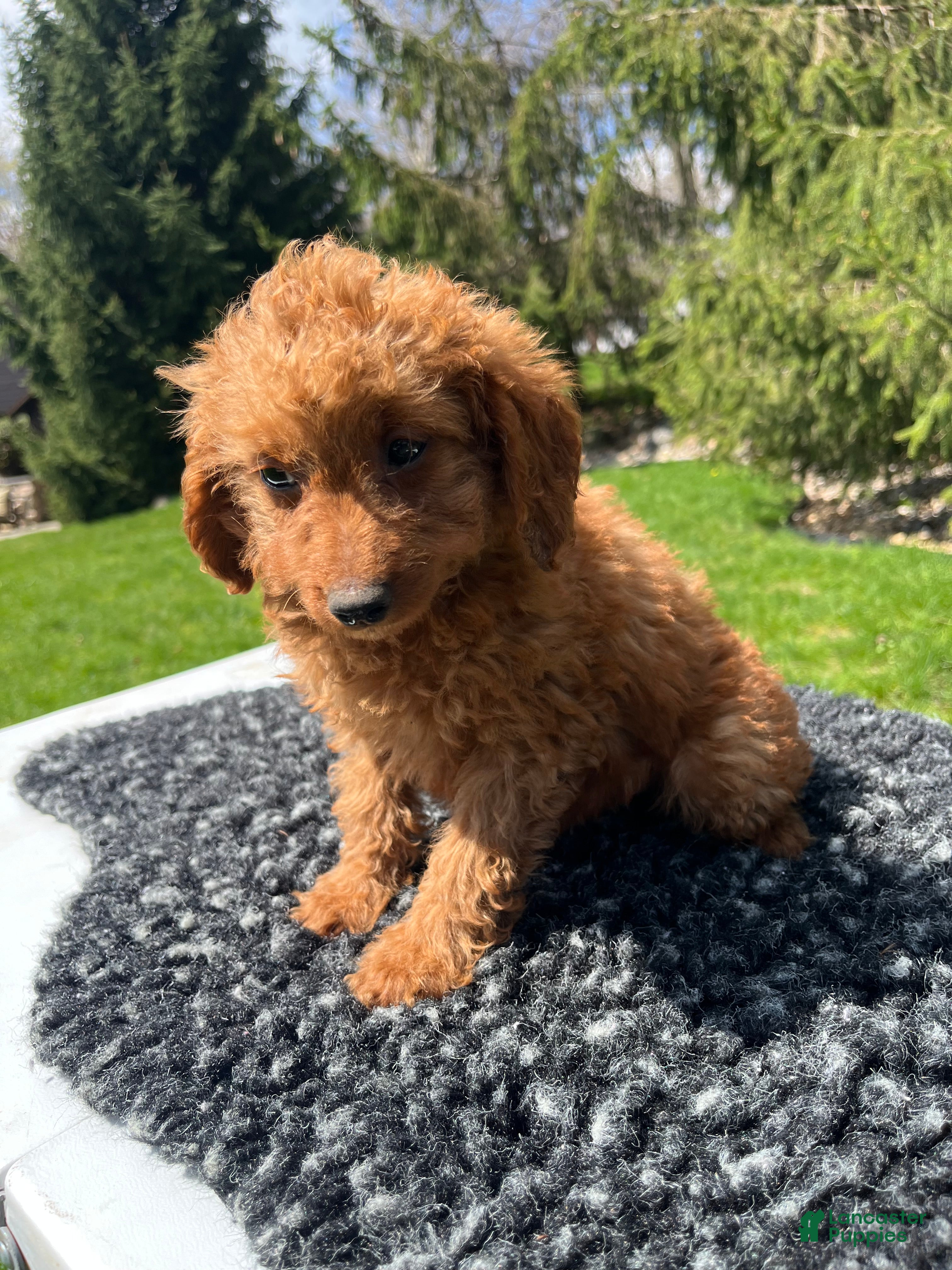 Mini Goldendoodle dogs Sadie - Ad 1