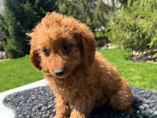 Mini Goldendoodle dogs for sale: Sadie - Ad 2