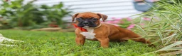 Boxer dogs for sale: Rascal - Ad 8