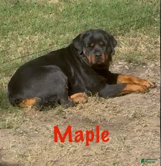 Maple Von Haus VK