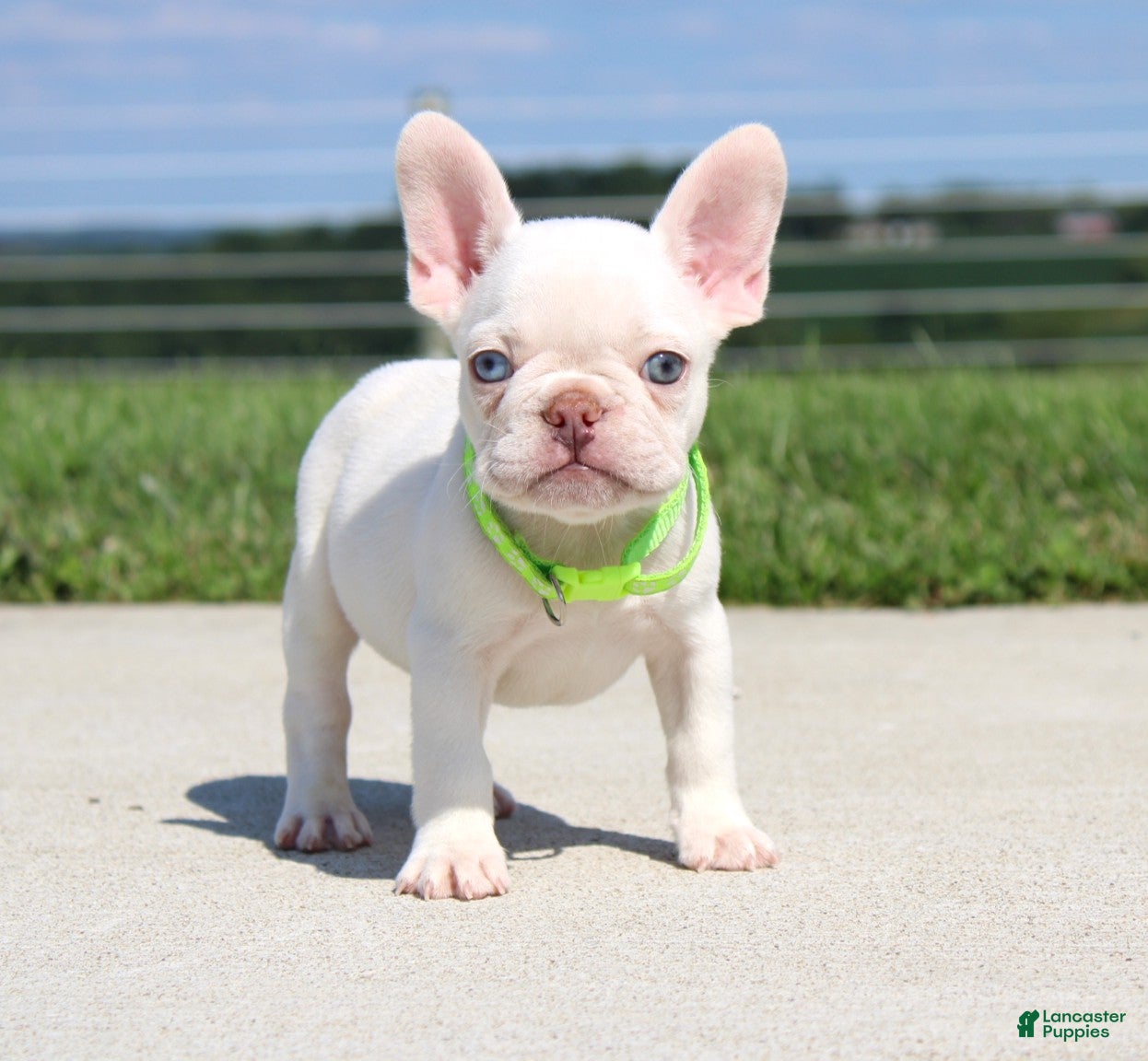 French Bulldog dogs Ace - Ad 2