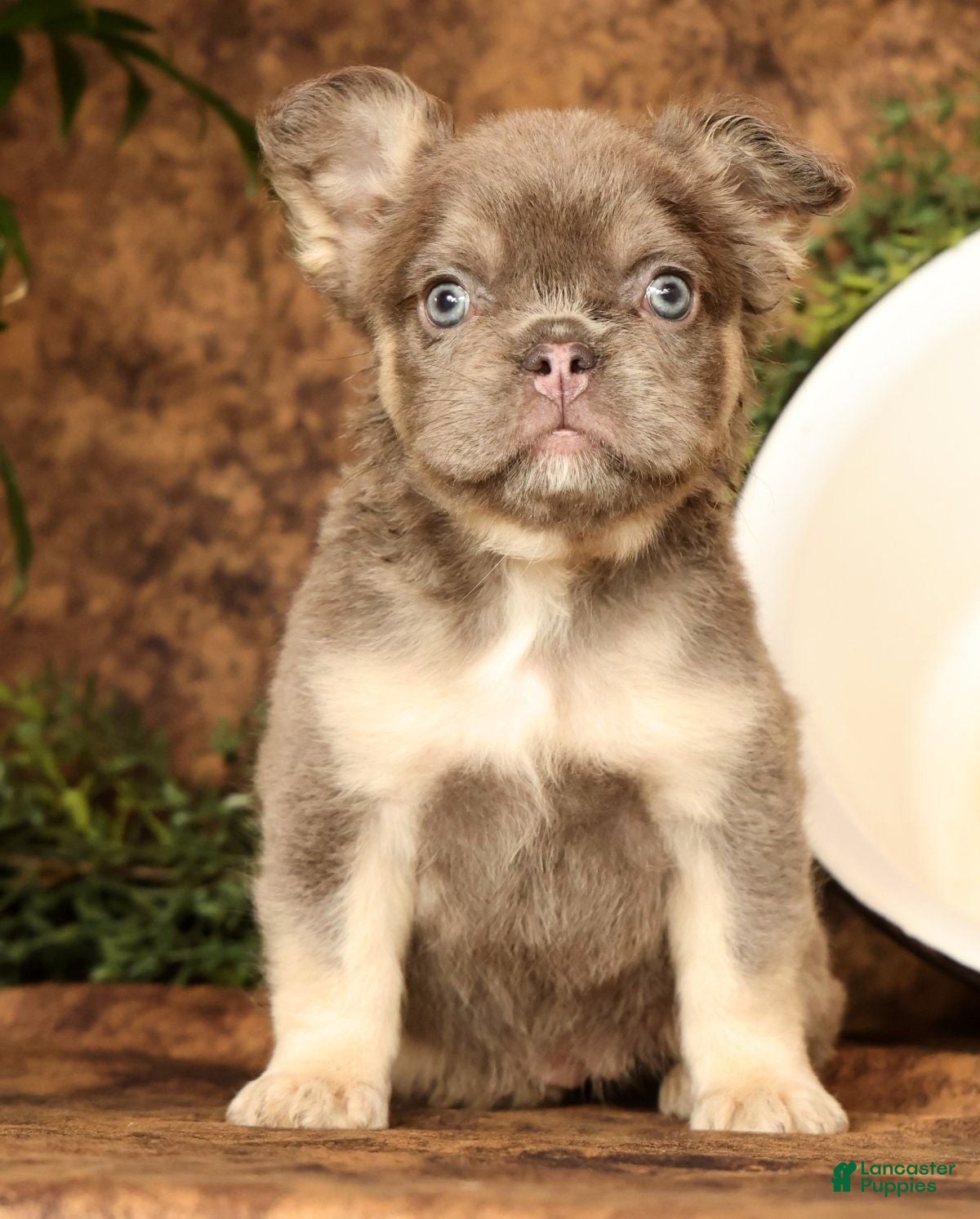 French Bulldog dogs for sale: Dana - Ad 5