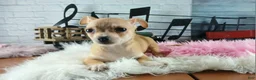 Chihuahua dogs for sale: Nationwide delivery. Popcorn girl - Ad 3