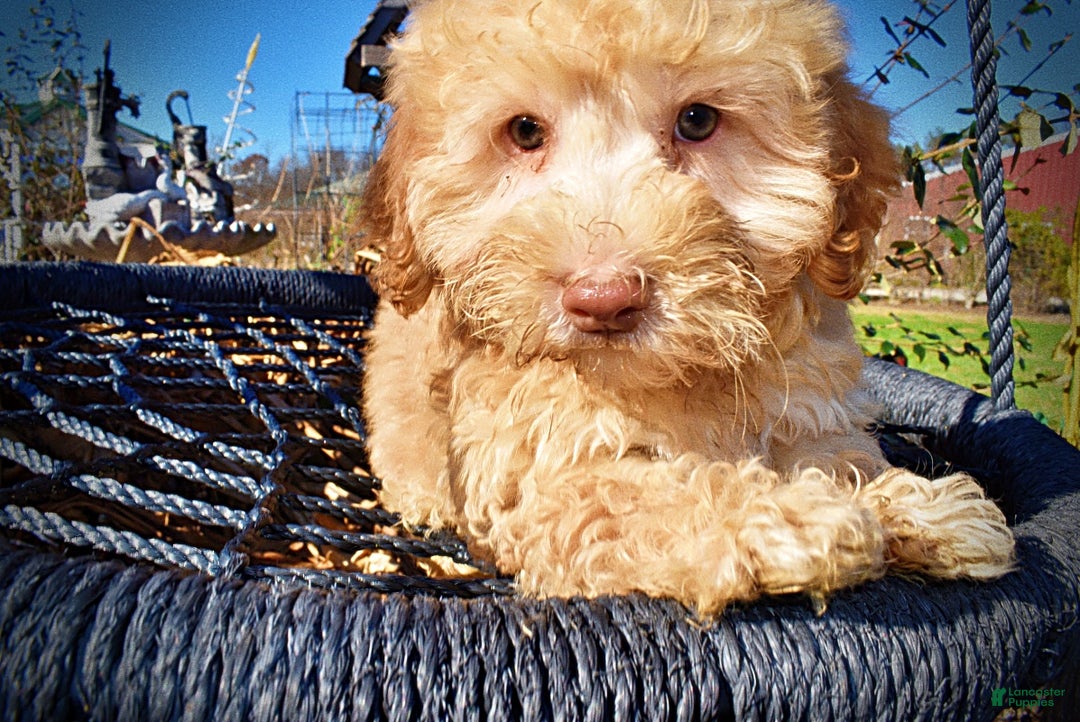 Havapoo dogs for sale: Ranger - Ad 3