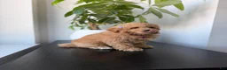 Mixed Breed dogs for sale: Tinker  - Ad 3
