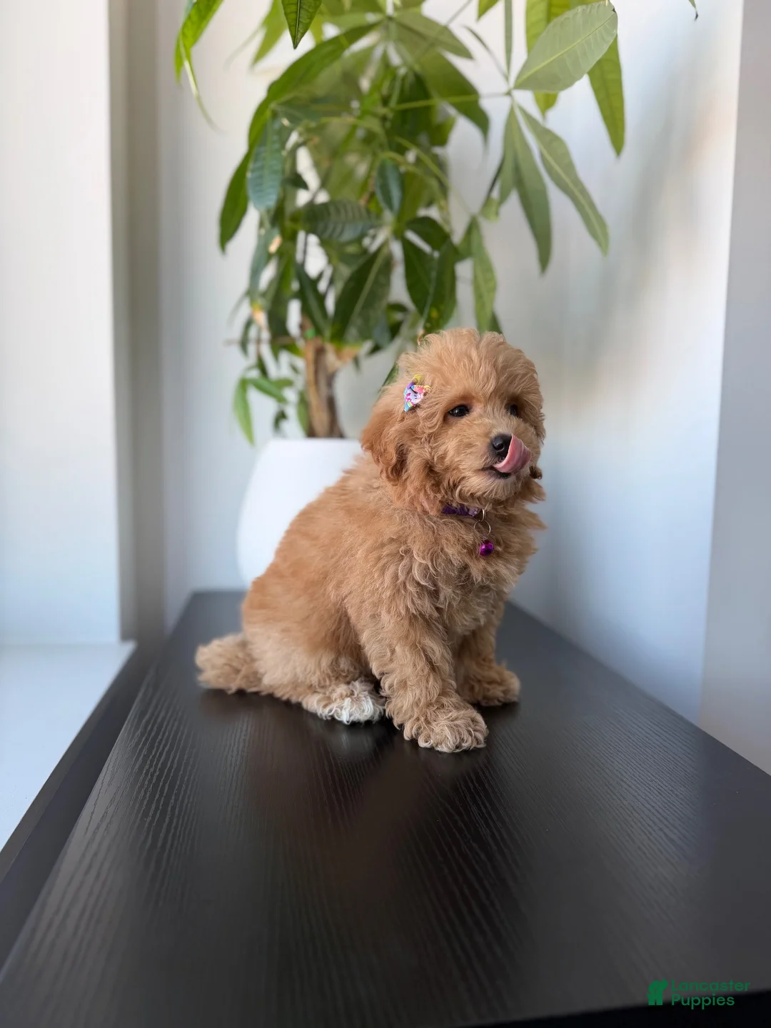 Mixed Breed dogs for sale: Tinker  - Ad 3