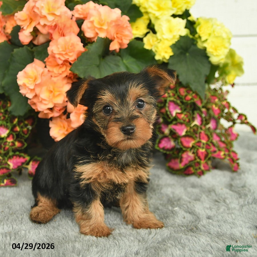 Yorkshire Terrier dogs Cuddles  - Ad 2