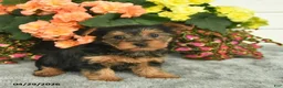 Yorkshire Terrier dogs for sale: Cuddles  - Ad 2