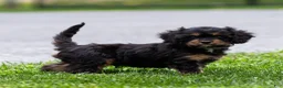 Cavapoo dogs for sale: Turbo Cavapoo Puppy  - Ad 22