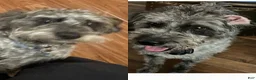 Yorkiepoo dogs for sale: Spice - Ad 5