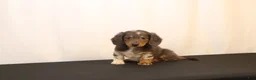 Dachshund dogs for sale: Oscar - Ad 11