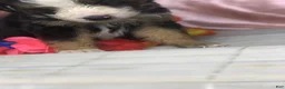 Australian Shepherd dogs for sale: Black tri Australian Shepherd 4 (male) - Ad 6