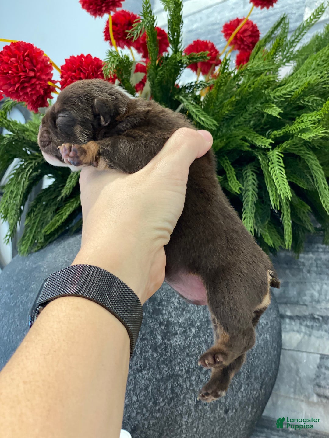 English Bulldog dogs for sale: Valentine - Ad 2