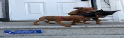 Miniature Pinscher dogs for sale: Miniature Pinscher 3 - Ad 5