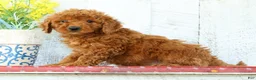 Mini Goldendoodle dogs for sale: Kaleb - Ad 4