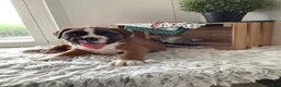 Boxer dogs for sale: Boxer Puppy 1  Lynn - Ad 4