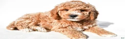 Mini Goldendoodle dogs for sale: Justin - Ad 5