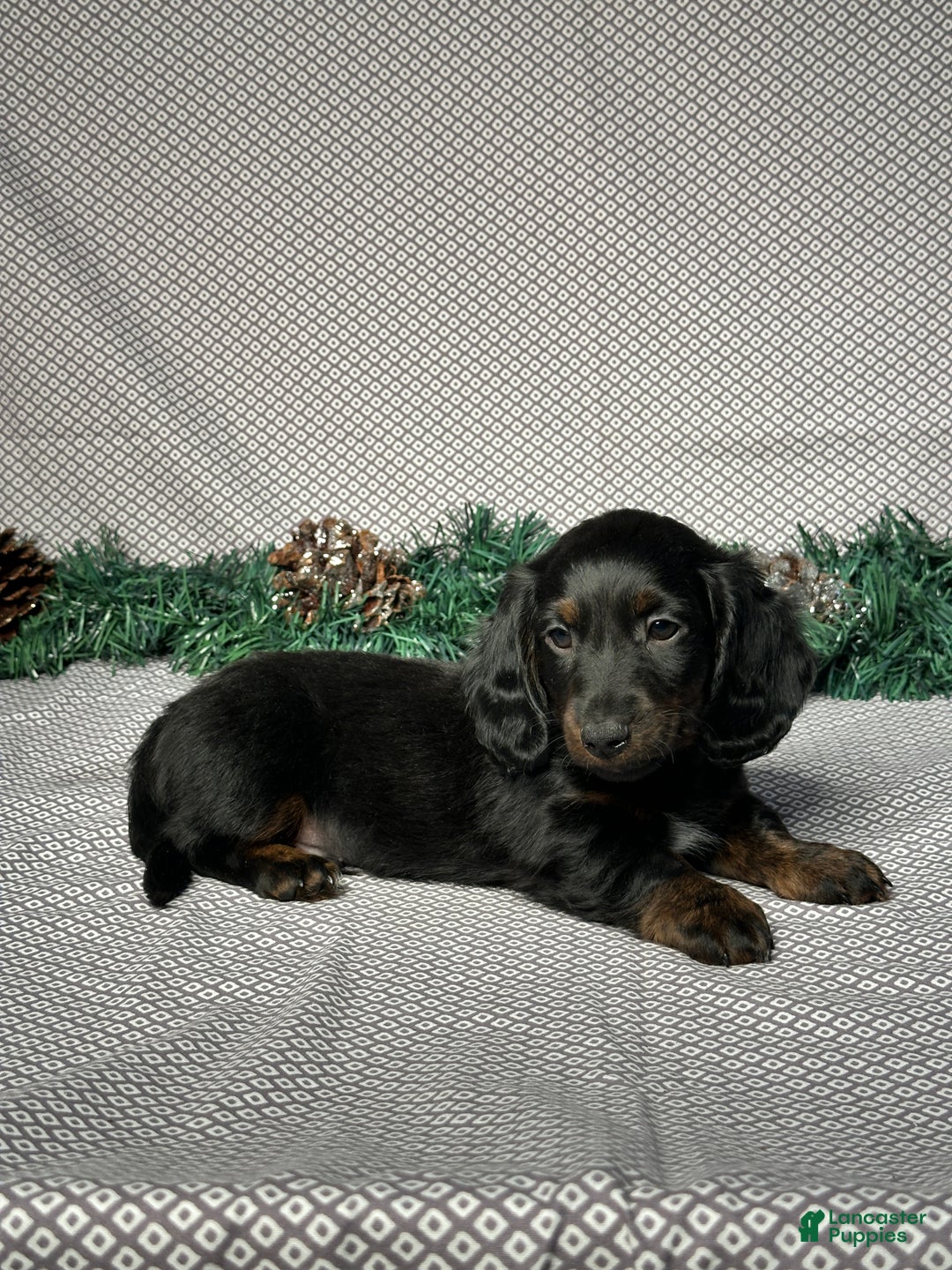 Miniature Dachshund dogs for sale: Travis - Ad 6