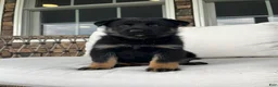 German Shepherd dogs for sale: Celia - Ad 4