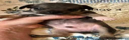 Chiweenie dogs for sale: Chiweenie 4 - Ad 3
