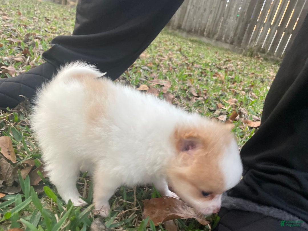 Pomeranian dogs for sale: Pomeranian Puppy 2 - Ad 6