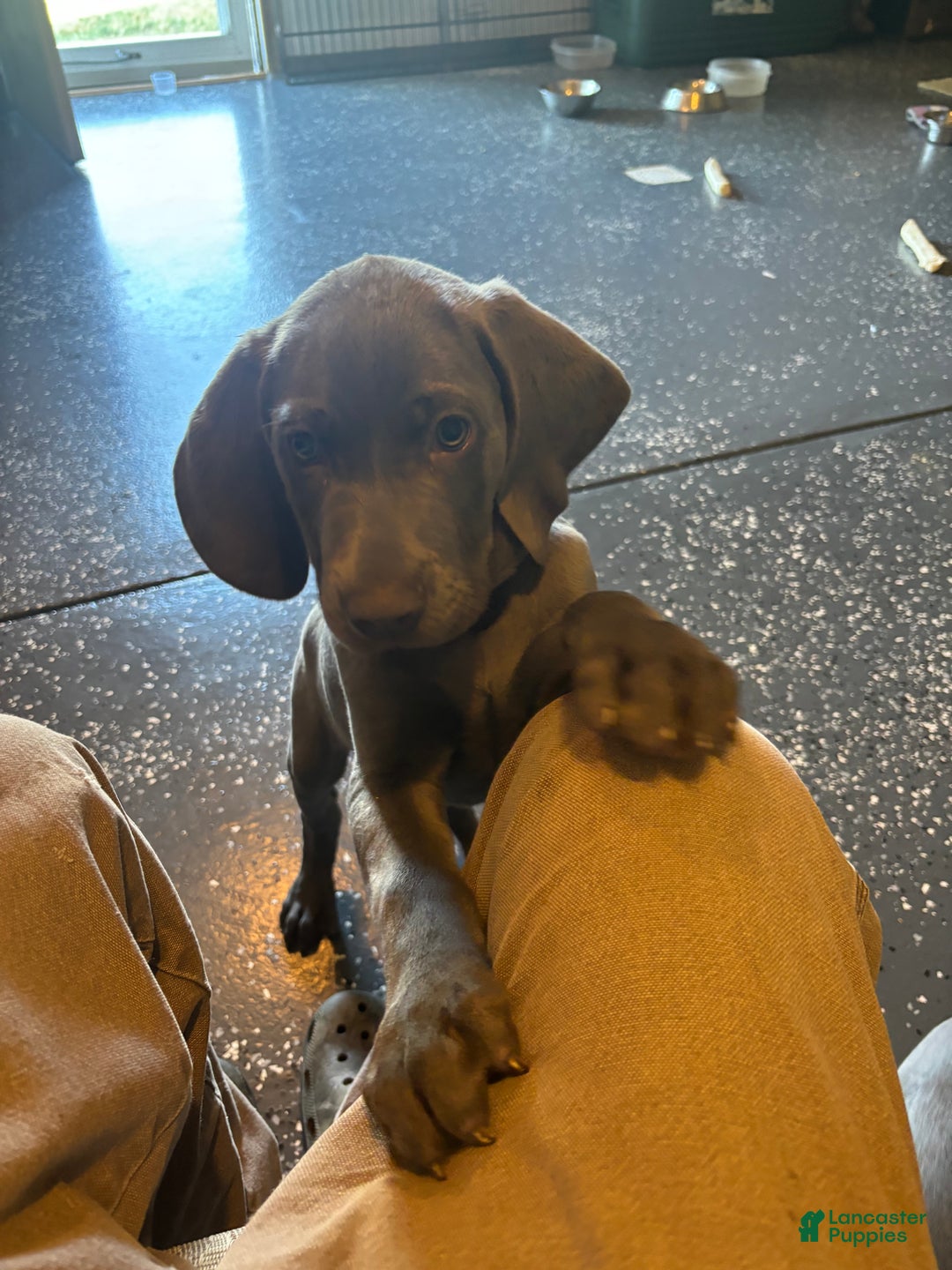 Weimaraner dogs for sale: Green - Ad 1