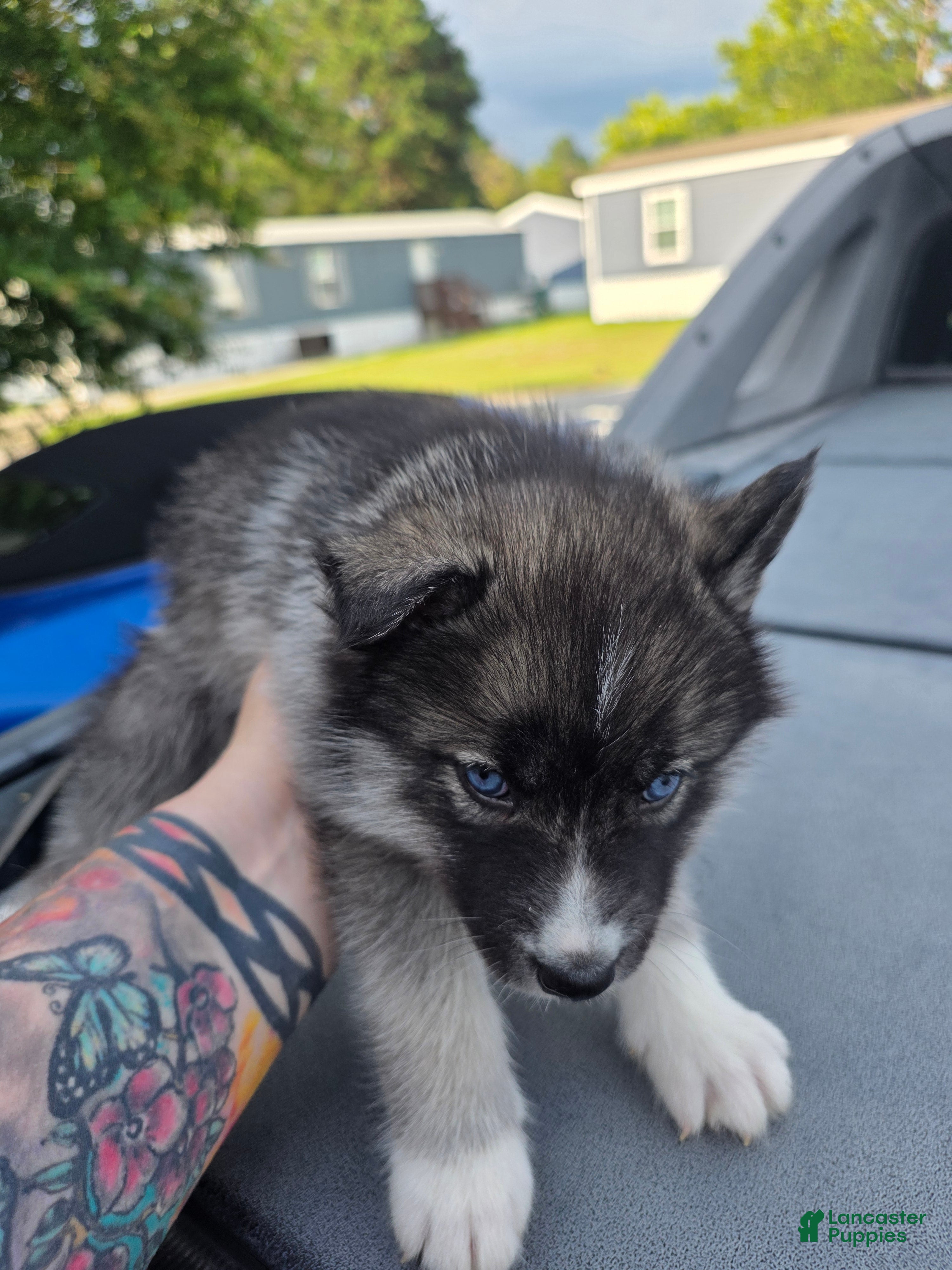 Siberian Husky dogs Siberian Husky 2 - Ad 25