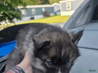 Siberian Husky dogs Hourus - Ad 21