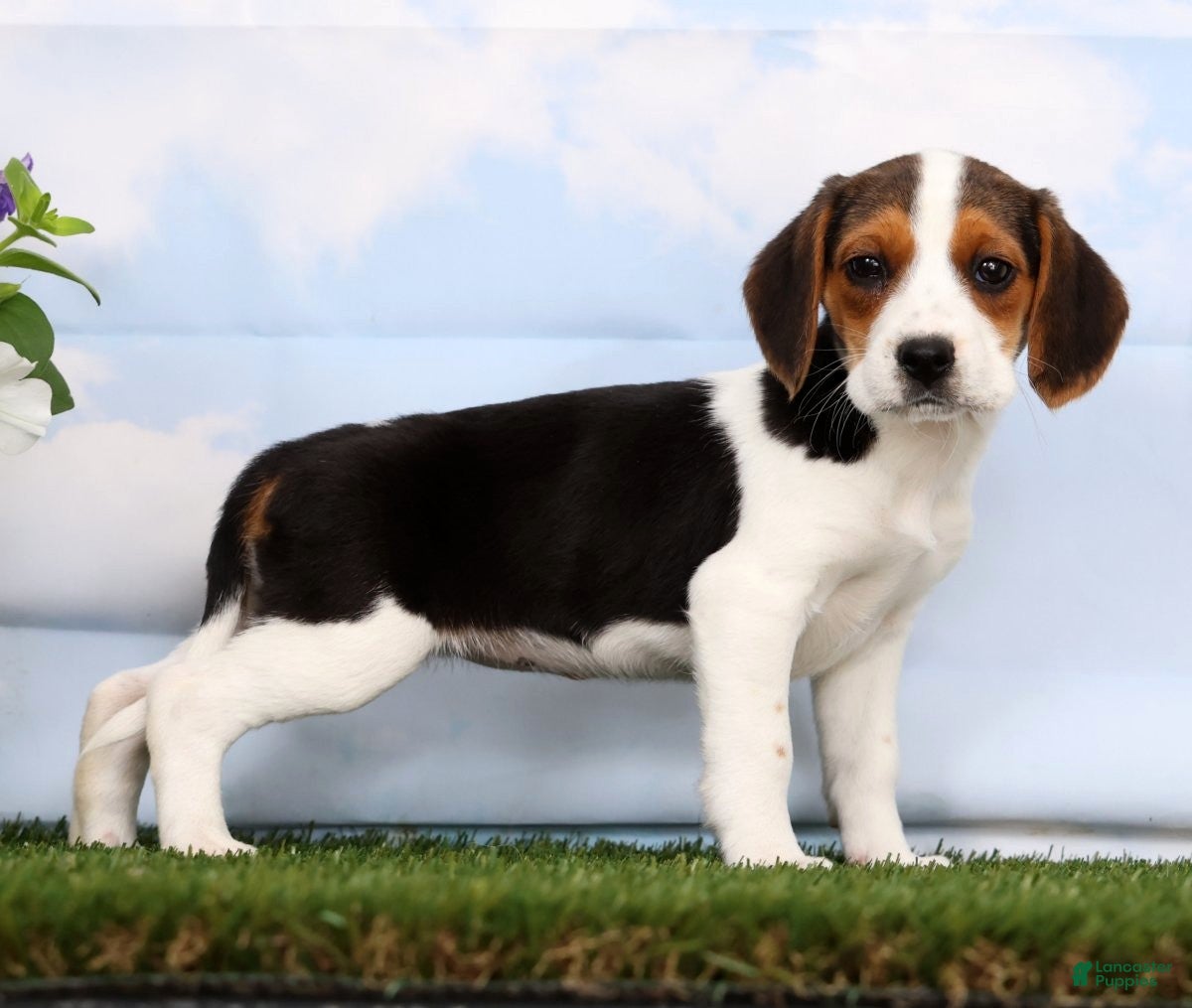 Beagle dogs Dana - Ad 2